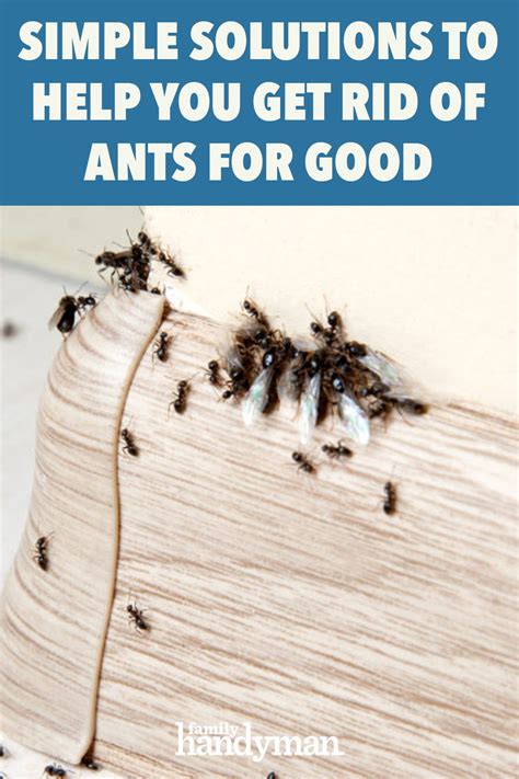 Simple Solutions To Help You Get Rid Of Ants For Good Get Rid Of Ants Rid Of Ants Ants