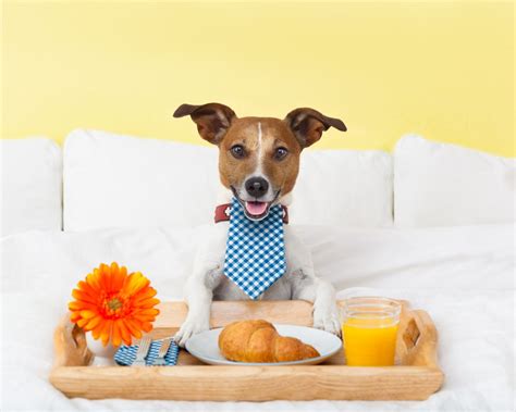 Get the best rate for your next hotel booking. Book a Dog Hotel Near Me: It's the Start of the Summer ...