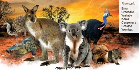 Australia Nature And Wildlife Australia Vacations Goway
