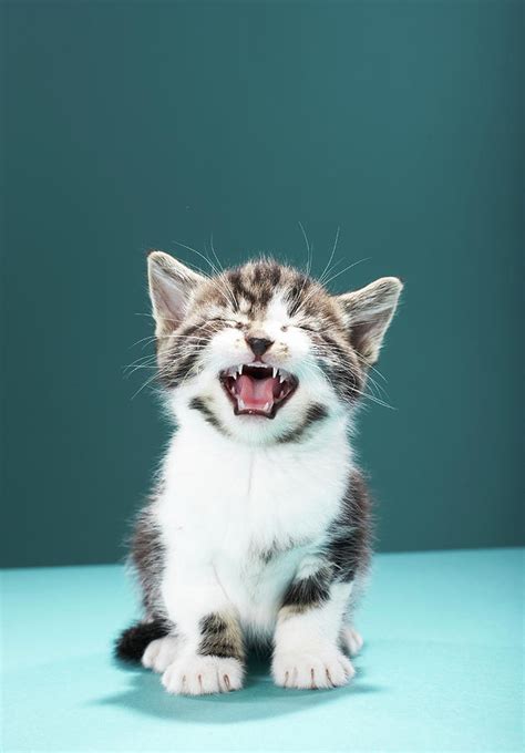 Kitten Meowing Photograph By Martin Poole Fine Art America