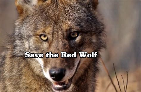 White Wolf Save The Red Wolf Highly Endangered Red Wolves Need Your Help