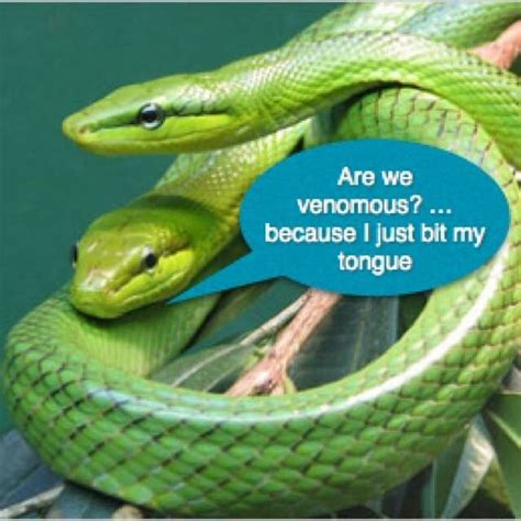 A Snake Joke I Can Laugh To Funny Animal Quotes Funny Animals Funny