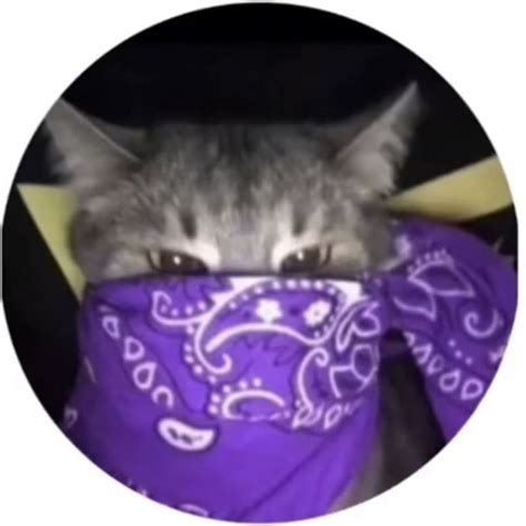 Round Icon Pfp Cute Cool Grey Cat Purple Bandana Aesthetic Y2k Profile