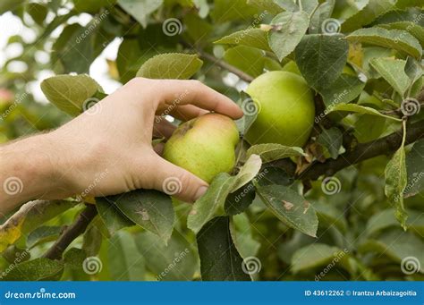 Les Agriculteurs Remettent Tenir Une Pomme Dans Larbre Photo Stock