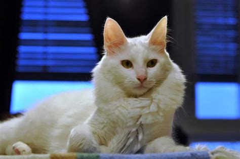 Turkish Angora Information And Cat Breed Facts Pets Feed