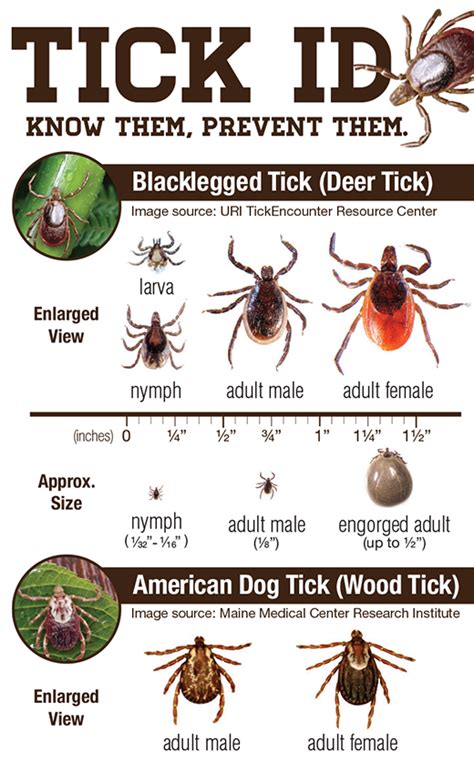 Veterinary Highlights Tick Id Card Dawg Business Its