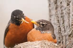 Male Robins Can Guess And Satisfy Their Partners Food