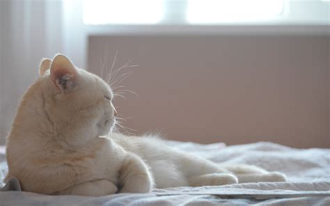 Online Crop White Persian Cat On Laying During Daytime Hd Wallpaper