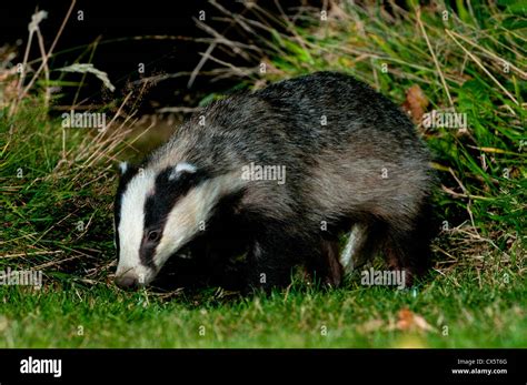 Badger At Night Stock Photo Alamy