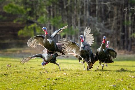 Wild Turkey Lifestyle And Breeding The National Wild Turkey Federation