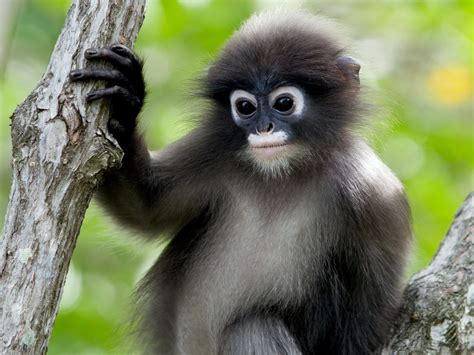 Lutong Jenis Jenis Monyet Di Malaysia Kera Amie Glover