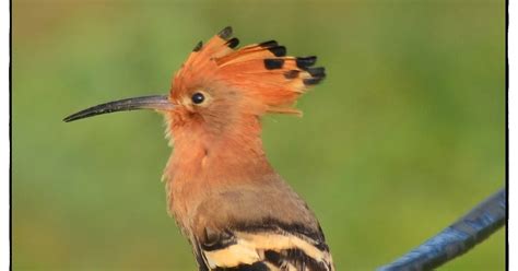 Hoopoe Pictures And Detail Upupa Epops A Colorful Bird With A Crown