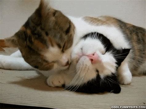 Cat Licking  Find And Share On Giphy