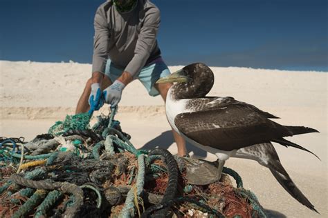 Mitigating Marine Debris For World Migratory Bird Day Orandrs Marine