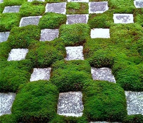 Groundcovers are helpful for weed suppression, and groundcover plants also add texture and color to your garden with minimal maintenance. Creeping Thyme ground cover, 1000 seeds, fragrant herb ...
