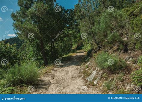 Dirt Road Over Rocky Terrain Covered By Trees Stock Photo Image Of