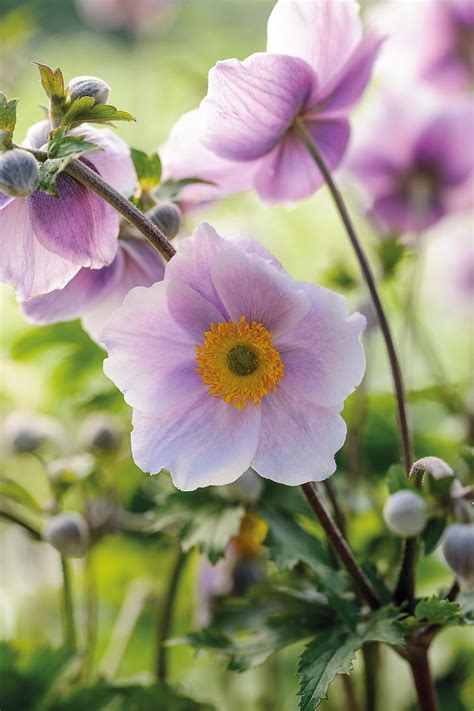 Anemones How To Grow Them And Which To Plant Gardens Illustrated