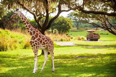 Best Animal Kingdom Attractions And Ride Guide Disney Tourist Blog