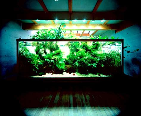 Which is also famous as the stronghold of·koi breeding. Nature Aquariums From Takashi Amano in 2020 | Aquascape ...
