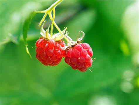 Free Images Nature Branch Blossom Fruit Berry Flower Live Food
