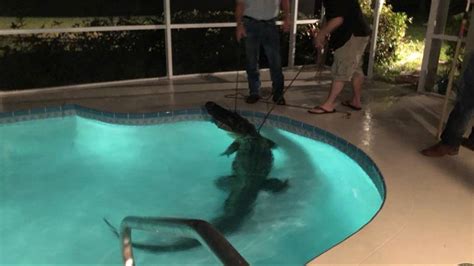 Video Shows 11 Foot Alligator Taking Swim In Florida Pool