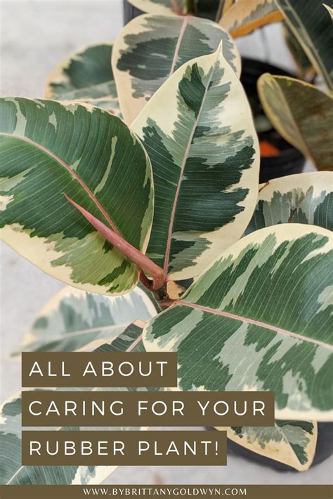 How To Care For A Rubber Plant Rubber Tree Care In 2021 Rubber Tree
