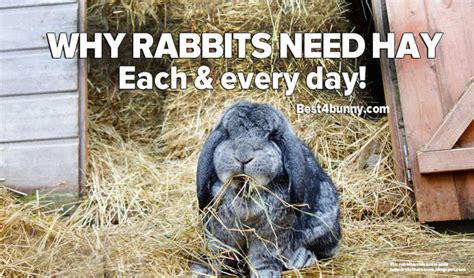 Why Rabbits Need Hay Each And Every Day Best4bunny