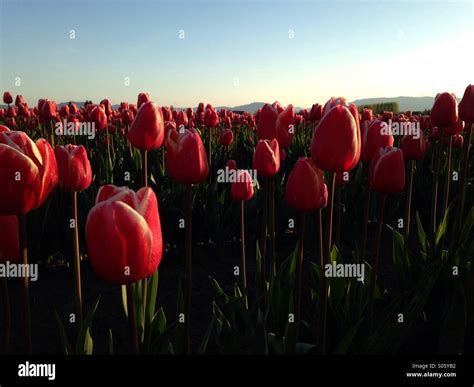 A Tulip Field At Sunrise During The Skagit Valley Tulip Festival Stock