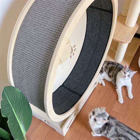 Fit Felines 10 Hamster Wheel Treadmills For Cats And Kittens