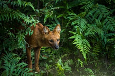Dhole Facts Critterfacts