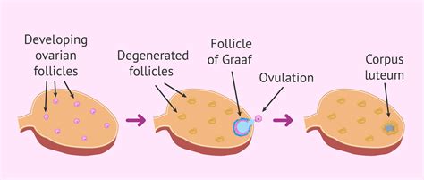 Follicular Recruitment And Selection In The Ovary