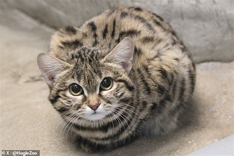 Looks Can Be Deceiving Adorable Black Footed Cat Thats Worlds