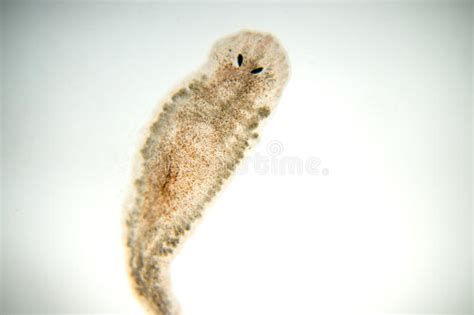 Planaria Flatworm Under Microscope View Stock Photo Image Of Jungle