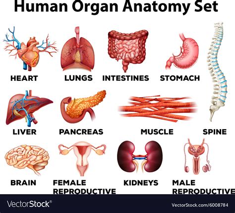 Human Organ Anatomy Set Royalty Free Vector Image