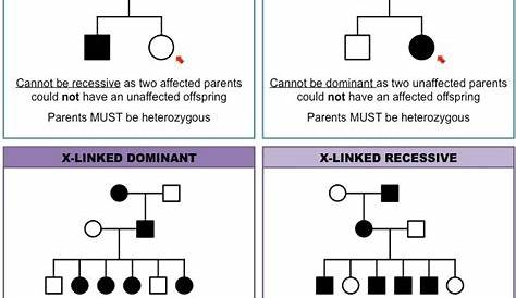x linked recessive pedigree chart