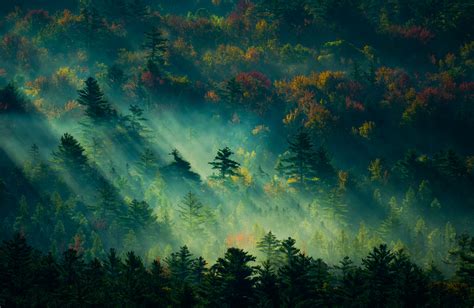 Morning Sunlight In Foggy Forest 4k Ultra Hd Wallpaper By Derek Kind