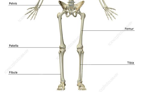 The Bones Of The Lower Body Stock Image F0016929 Science Photo