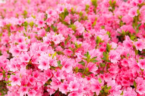 Nature Azalea 4k Ultra Hd Wallpaper