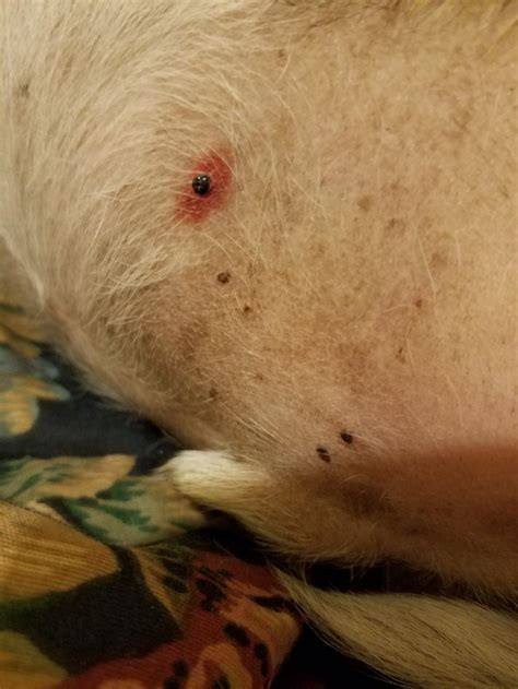 What Do Spots On A Dogs Belly Mean