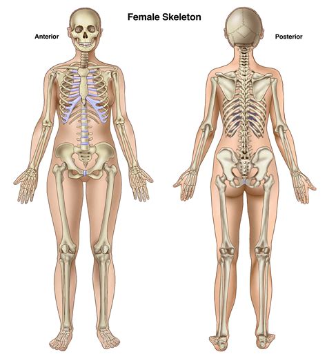 Female Skeleton Anterior And Posterior Human Anatomy Female Human Skeleton Anatomy Female