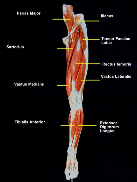 Upper Thigh Muscle Anatomy Snapping Hip Syndrome Coxa Saltans