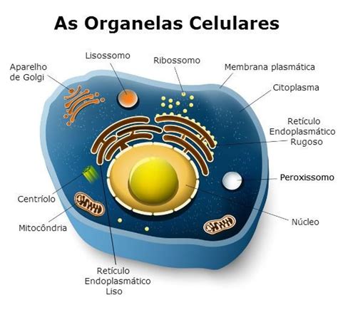 Estrutura E Função Das Organelas Celulares Várias Estruturas