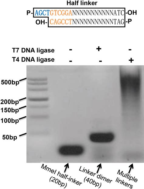 Half Linker Ligation By T4 Dna Ligase And T7 Dna Ligase Unlike T4 Dna