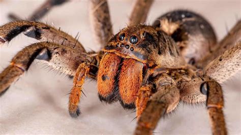 Top Deadliest Spiders In The World That Can Kill You