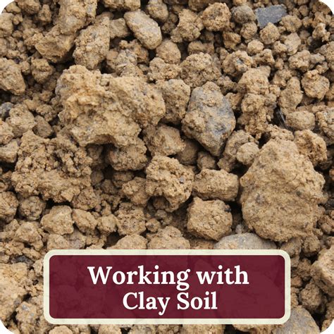 How To Improve Garden Soil Answered Here