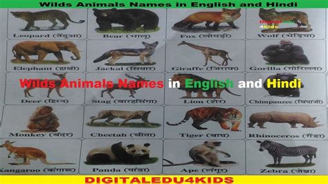 Wild Animals Names In English And Hindi Wild Animals Name List