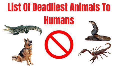 List Of Deadliest Animals To Humans Youtube