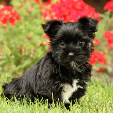 See more ideas about yorkie, yorkie poo, yorkie poo for sale. Yorkie-Chon Puppies For Sale | Greenfield Puppies