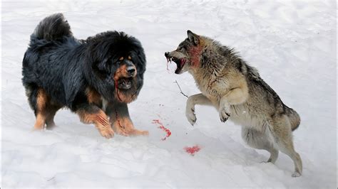 Can A Sheep Dog Kill A Wolf