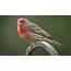 House Finches Right At Home Raising Family Here  The San Diego Union